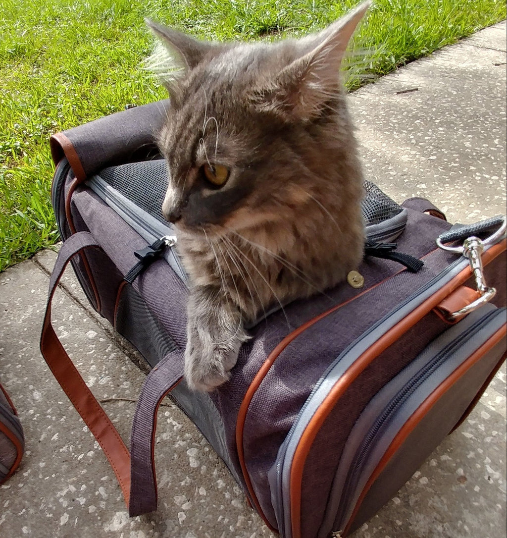 Mr. Peanut's Gold Series Standard Pet Carrier