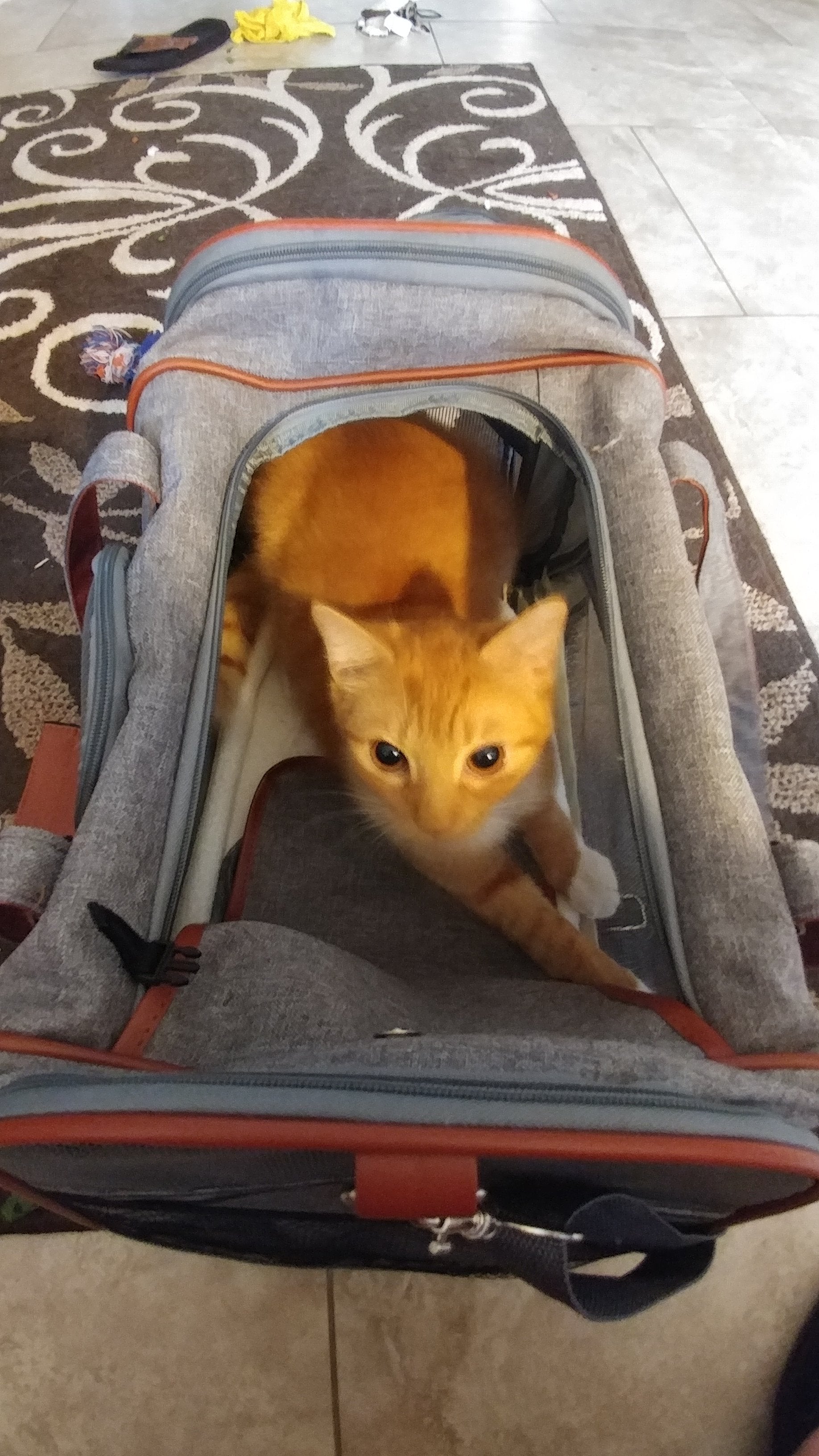 Mr. Peanut's Gold Series Standard Pet Carrier