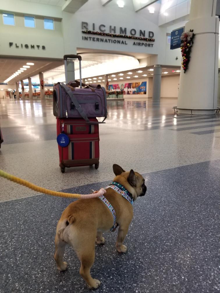 Mr. Peanut's Gold Series Standard Pet Carrier
