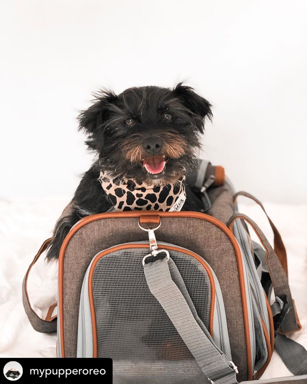 Mr. Peanut's Gold Series Standard Pet Carrier