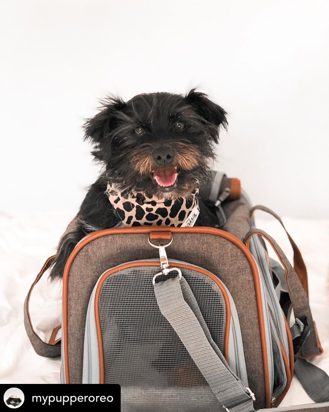 Mr. Peanut's Gold Series Standard Pet Carrier
