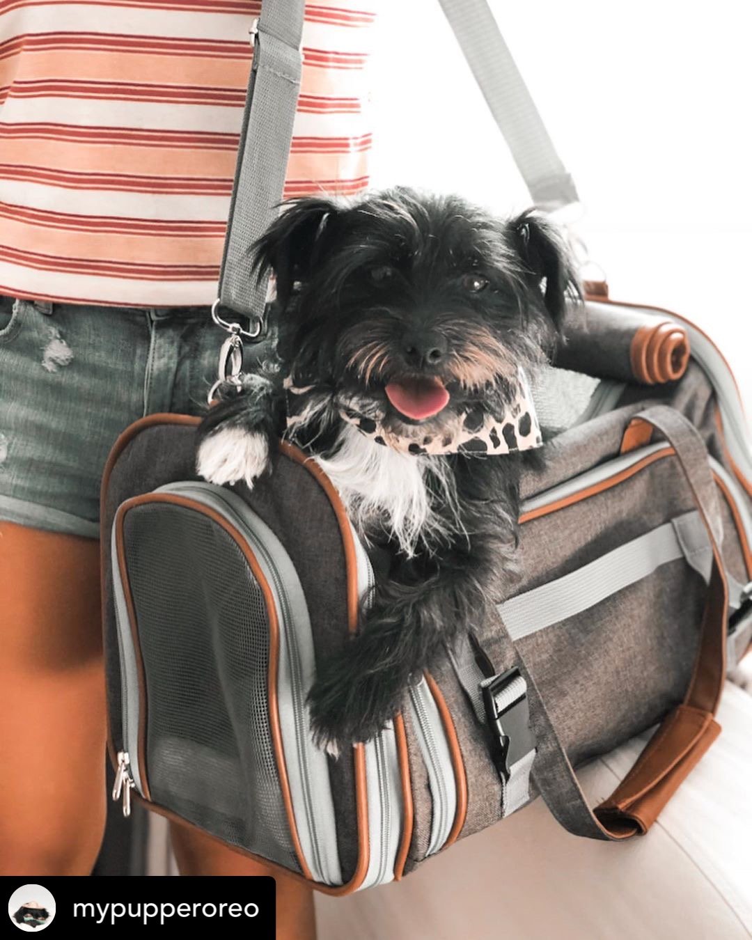 Mr. Peanut's Gold Series Standard Pet Carrier