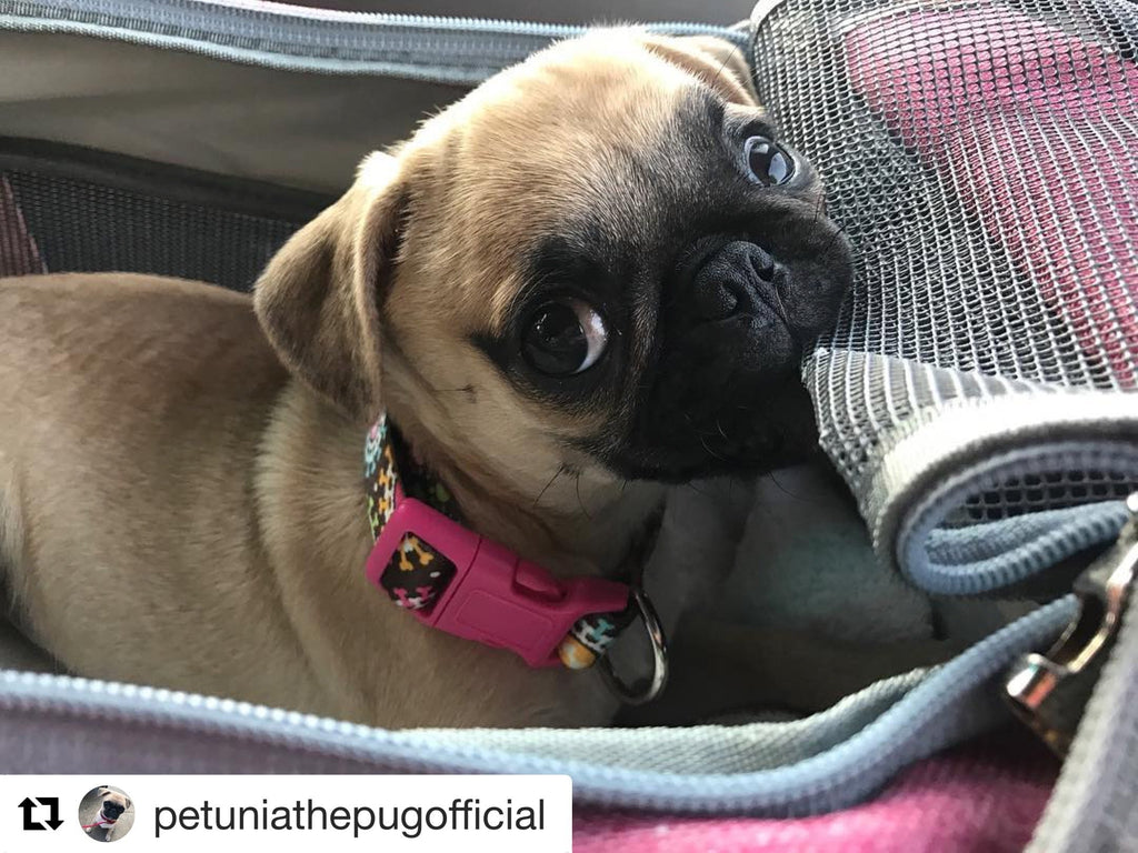 Mr. Peanut's Gold Series Standard Pet Carrier